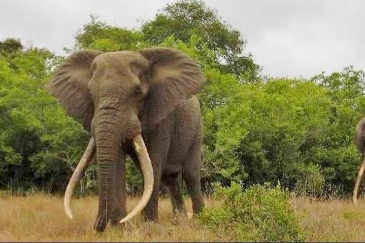 Full day Private big 5 addo elephant park game drives max 2 pax - Image 1