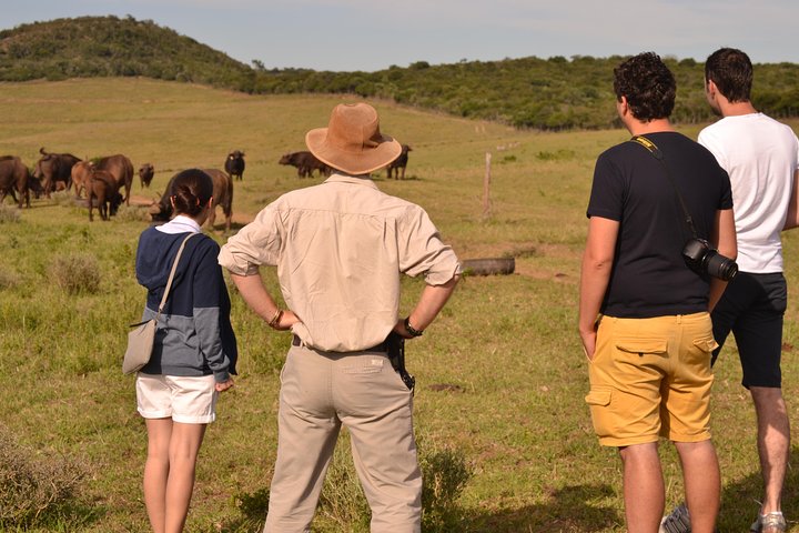 Giraffe Walk and Buffalo Experience Combo - Image 5