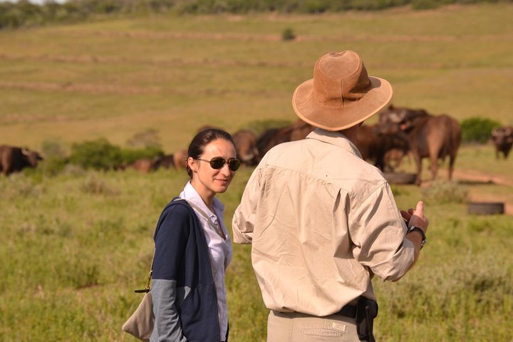 Giraffe Walk and Buffalo Experience Combo - Image 4