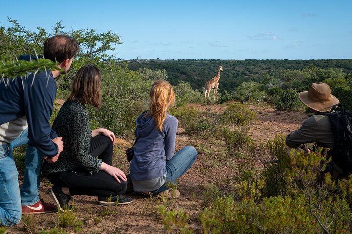 Giraffe Walk and Buffalo Experience Combo - Image 2