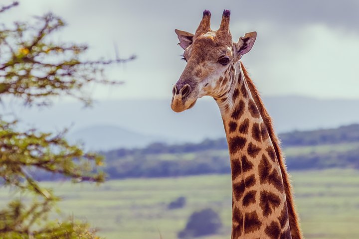 Giraffe Walk and Buffalo Experience Combo - Image 1