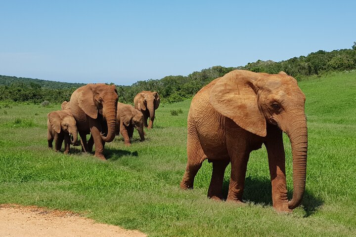 Half Day Addo Elephant National Park Safari - Image 4
