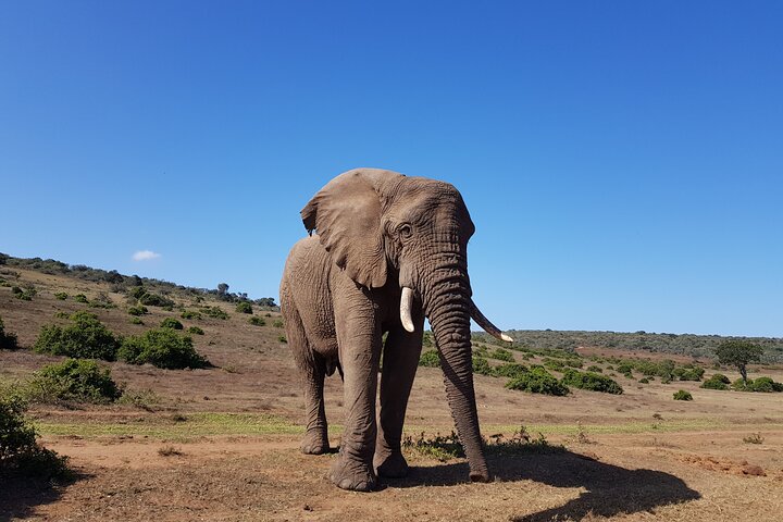 Half Day Addo Elephant National Park Safari - Image 1