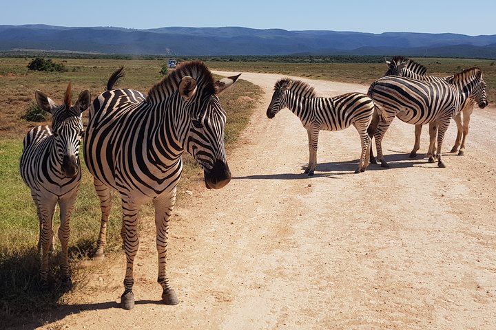 Half Day Addo Elephant National Park Safari - Image 2