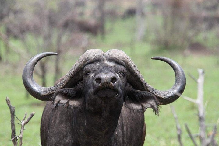 Half Day Addo Elephant National Park Safari - Image 3