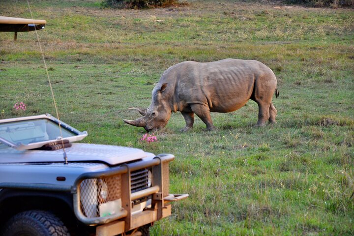Port Elizabeth Safari and City Tour from Gqeberha - Image 2