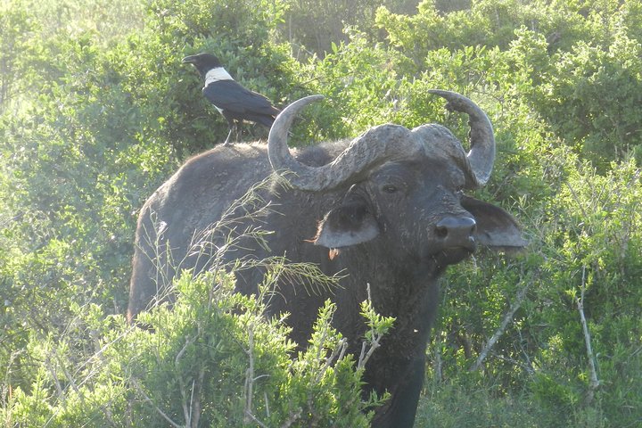 Port Elizabeth Shore Excursion: Addo Elephant Full Day Safari &"Braai"Lunch(BBQ) - Image 2