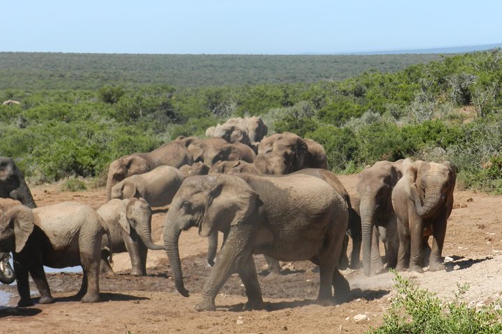 Port Elizabeth Shore Excursion: Addo Elephant Full Day Safari &"Braai"Lunch(BBQ) - Image 5