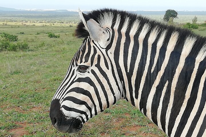 Port Elizabeth to Cape Town - Garden Route Tour - Choice of 3 to 5 days - Image 4