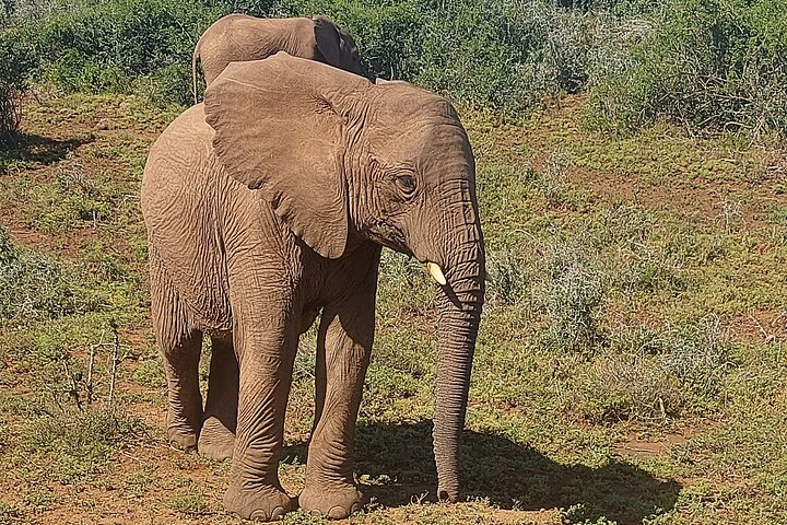Schotia Big 5 Safari Port Elizabeth (optional accommodation) - Image 2