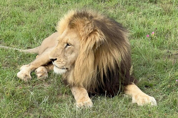 Schotia Big 5 Safari Port Elizabeth (optional accommodation) - Image 1