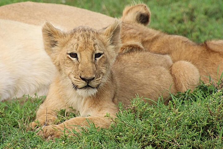 Schotia Big 5 Safari Port Elizabeth (optional accommodation) - Image 3