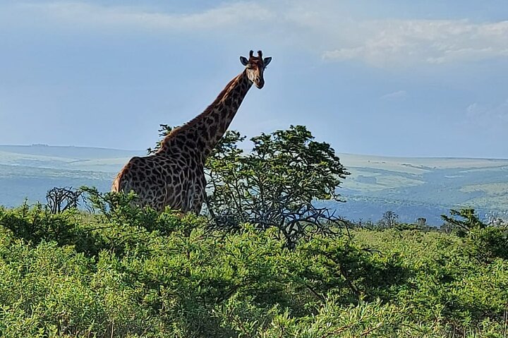 Schotia Big 5 Safari Port Elizabeth (optional accommodation) - Image 4