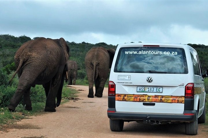 Shore Excursion Cruise Ships Port Elizabeth, Addo Elephant Park  - Image 5