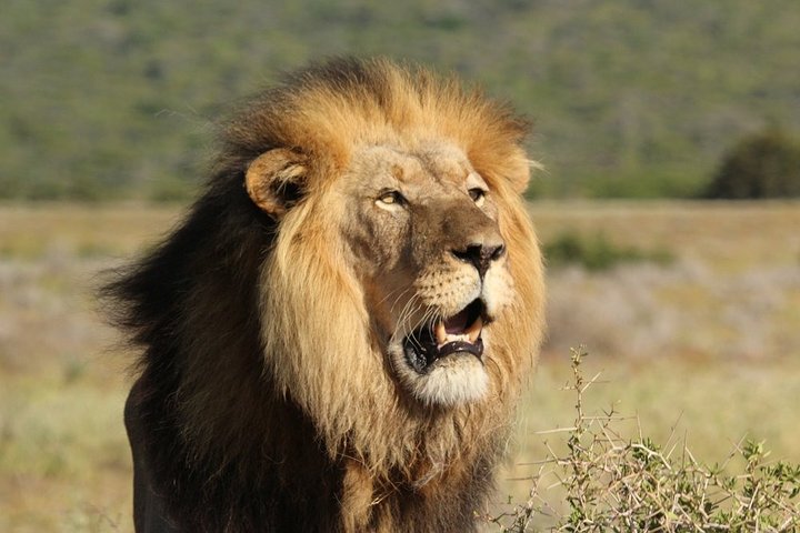 Shore Excursion Cruise Ships Port Elizabeth, Addo Elephant Park  - Image 4