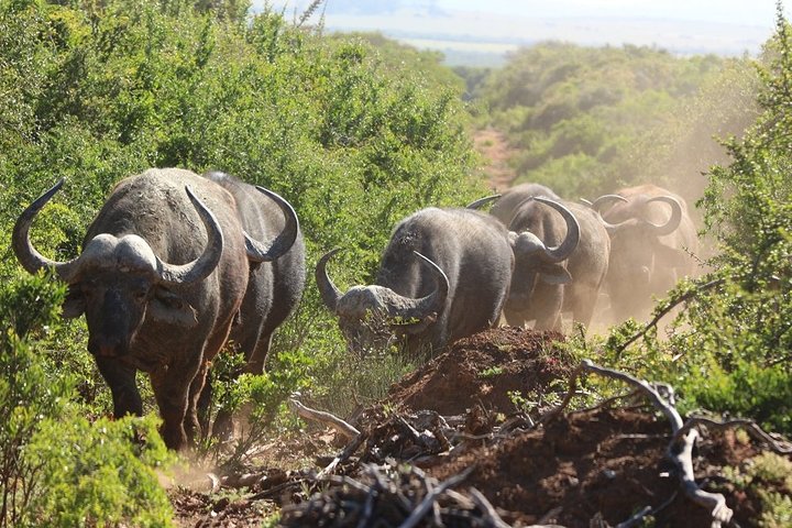 Shore Excursion Cruise Ships Port Elizabeth, Addo Elephant Park  - Image 3