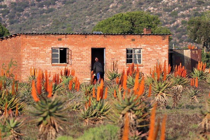 The Eastern Cape Wild Aloe Tour from Port Elizabeth - FD14 - Image 1