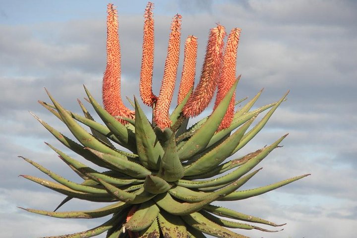 The Eastern Cape Wild Aloe Tour from Port Elizabeth - FD14 - Image 3