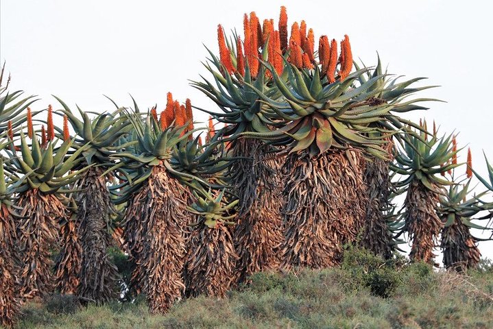The Eastern Cape Wild Aloe Tour from Port Elizabeth - FD14 - Image 2