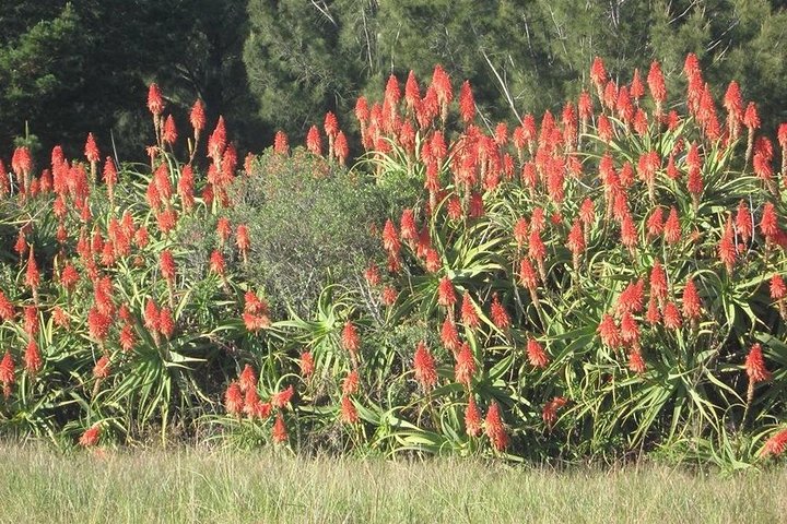 The Eastern Cape Wild Aloe Tour from Port Elizabeth - FD14 - Image 5