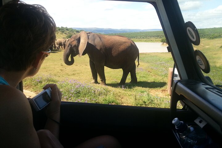 Wildlife Wonders - Addo Elephant National Park Tour - Image 4