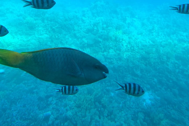 Trip on a glass bottom boat from Hurghada - Image 1