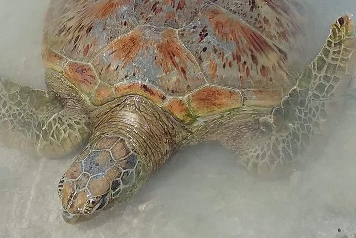 Hideaway Island Escape, Blue Lagoon and Turtle Experience - Image 4