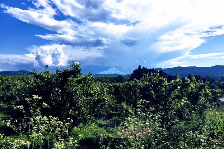 Private Tour at The Hood-Columbia Loop: Timberline, Orchards, and Waterfalls - Image 1
