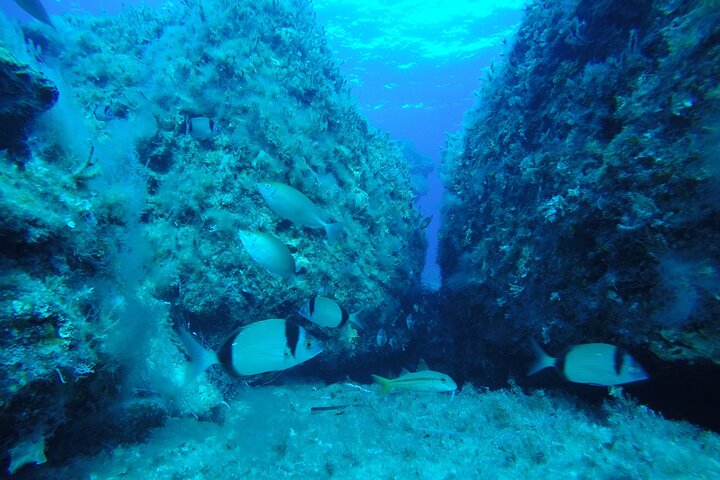 90-Minutes Glass Bottom Trip With Quick Dip  - Image 4