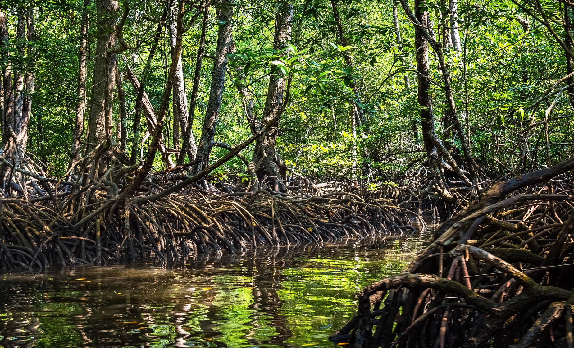 Mangrove Kayak Adventure - Image 1