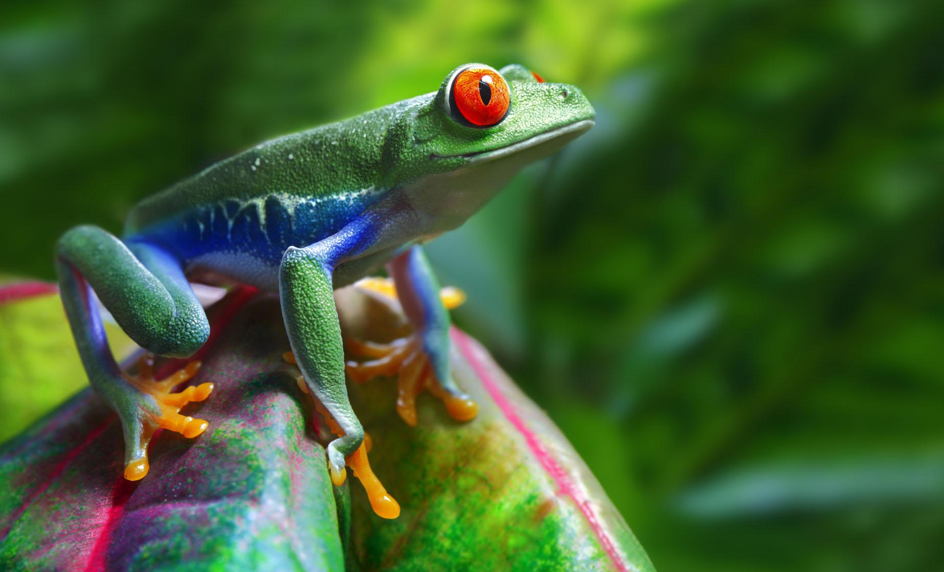 Rainforest and Banana Exploration - Image 1