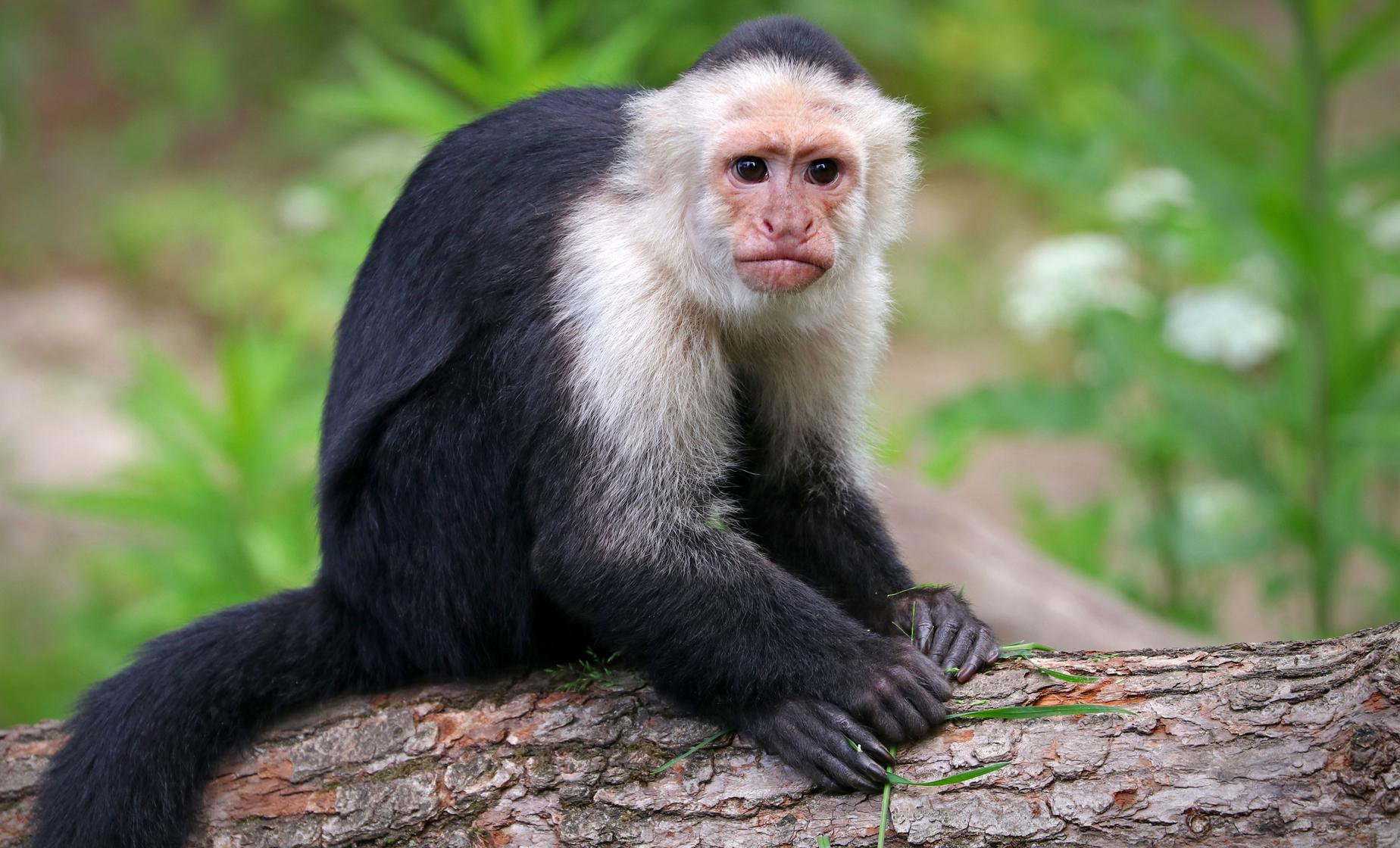 Tortuguero & Plantation Exploration - Image 1