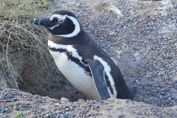 Cruise Shore Excursion Peninsula Valdes - Pto Madryn - Patagonia - Argentina - Image 1