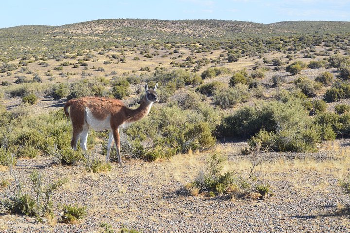Cruise Shore Excursion Peninsula Valdes - Pto Madryn - Patagonia - Argentina - Image 5