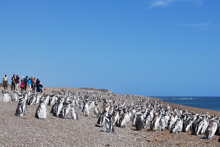 Estancia San Lorenzo Penguin Reserve and Punta Norte - Image 1