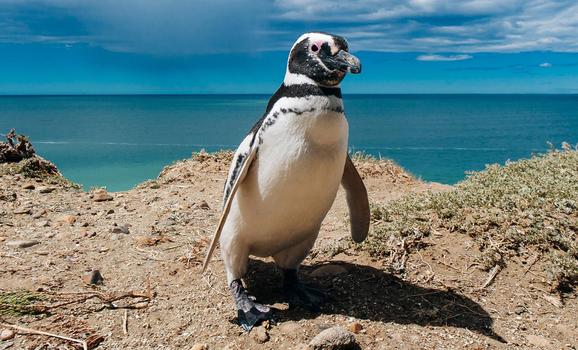 Exclusive Penguin and Seal Estancia - Image 1