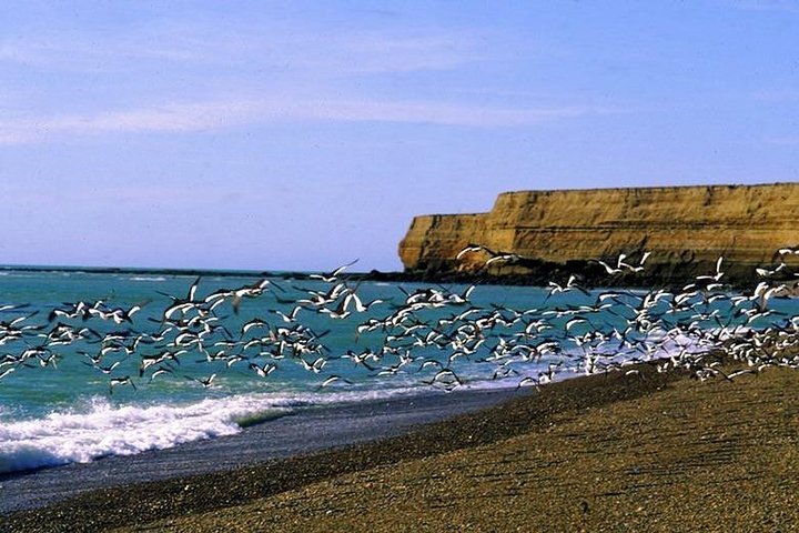 Exclusive Peninsula Valdes Nature & Wildlife with entry fee and box lunch - Image 5