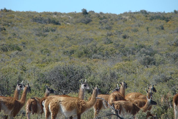 Exclusive Peninsula Valdes Nature & Wildlife with entry fee and box lunch - Image 2