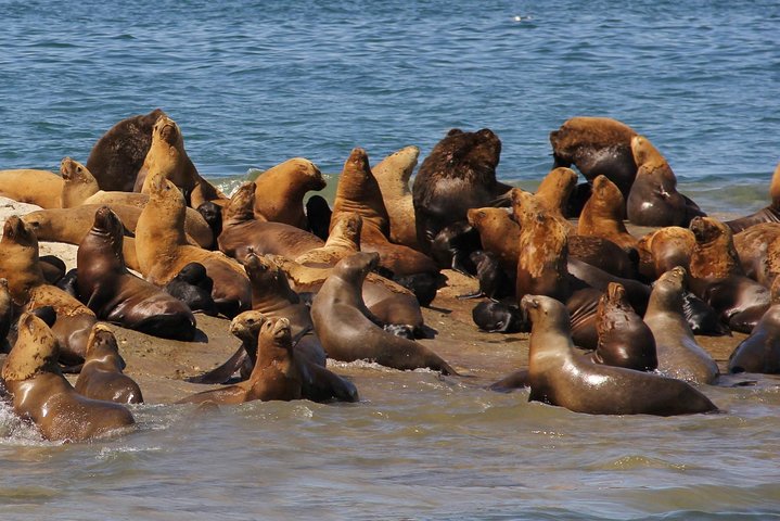 Exclusive Peninsula Valdes Nature & Wildlife with entry fee and box lunch - Image 4