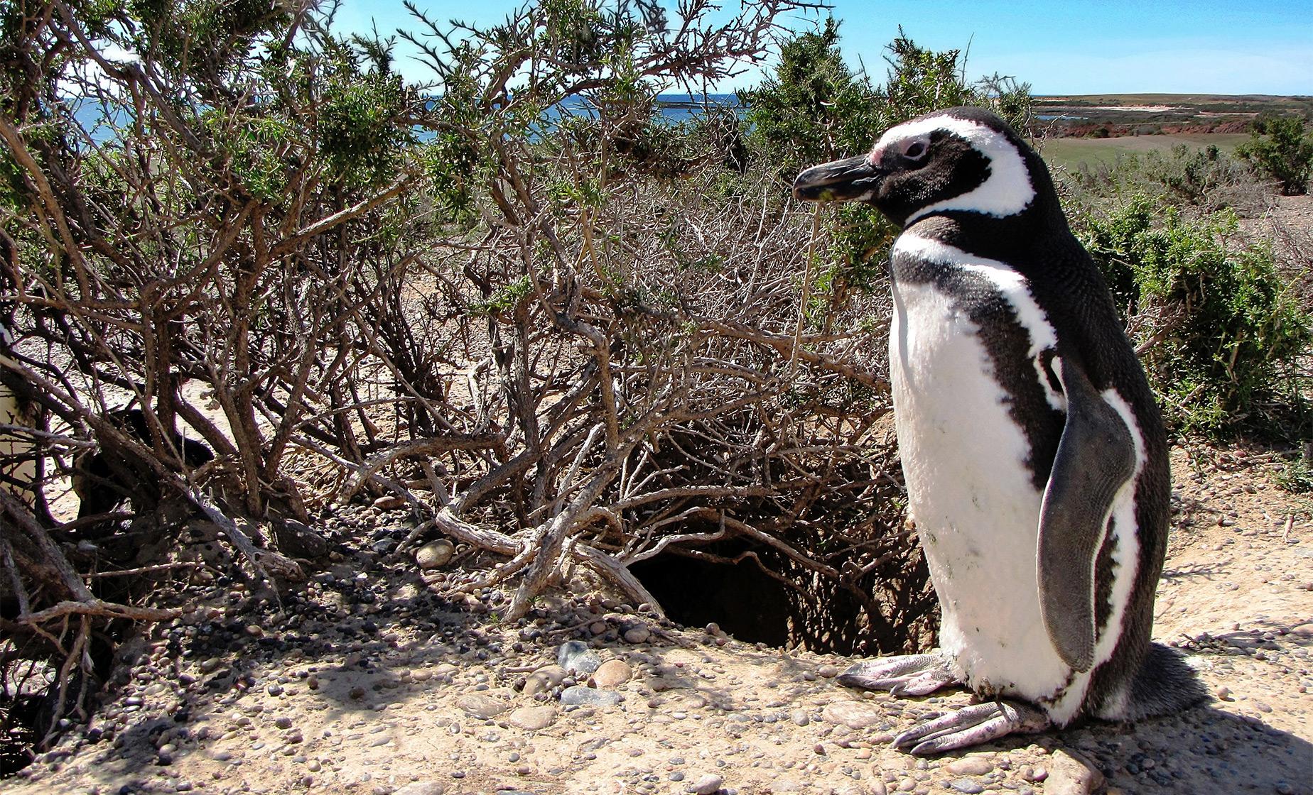 Exclusive Punta Tombo Penguins - Image 1