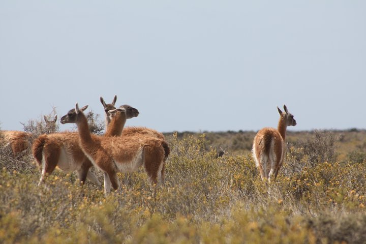 Peninsula Valdes & Estancia San Lorenzo Full Day Tour - Image 2