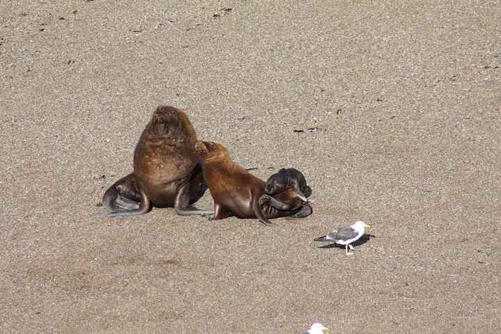 Peninsula Valdes & Estancia San Lorenzo Full Day Tour - Image 5
