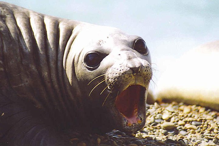 Peninsula Valdes Full Day Tour - Image 1