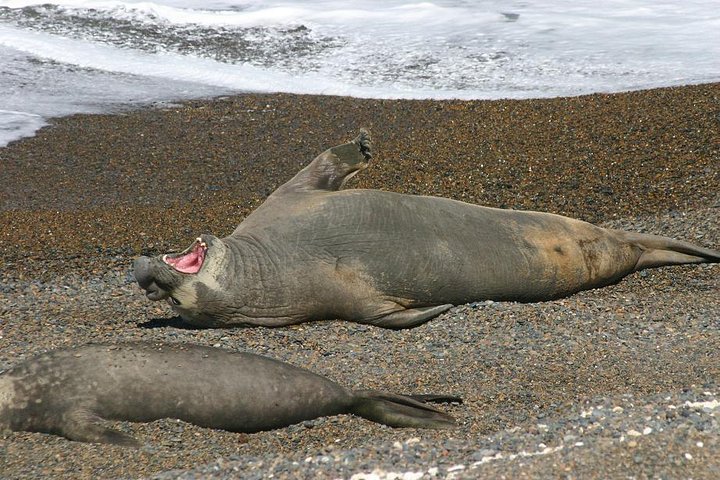 Peninsula Valdes Full Day Tour - Image 5
