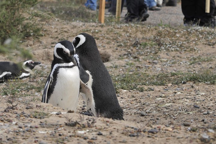 Peninsula Valdes Full Day Tour - Image 3