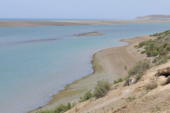 Peninsula Valdes Full Day Tour - Image 4