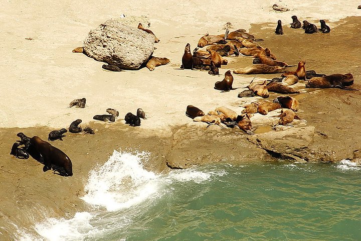 Peninsula Valdes Private Tour Discovering The Sea Lions Reserve - Image 2