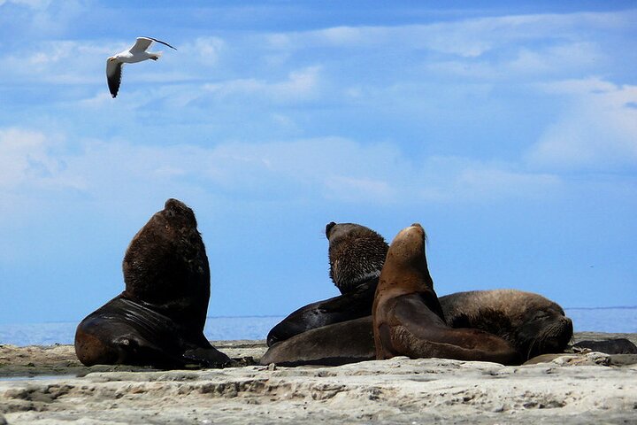 Peninsula Valdes Private Tour Discovering The Sea Lions Reserve - Image 1