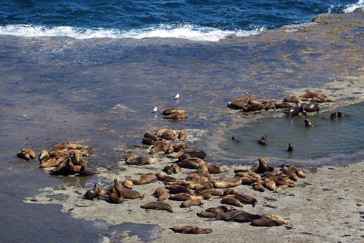 Peninsula Valdes Private Tour Discovering The Sea Lions Reserve - Image 3
