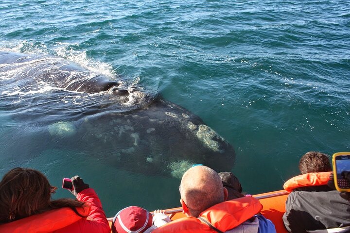 Peninsula Valdes & Whales - Image 1